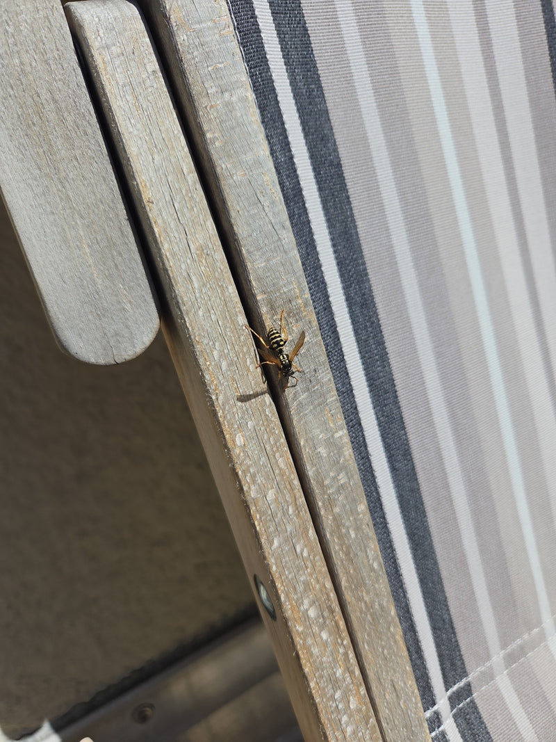 Una vespa cartonaia europea è seduta sul bordo di una superficie di legno vicino a un rivestimento in tessuto a righe. L'esemplare di insetto è ben visibile.