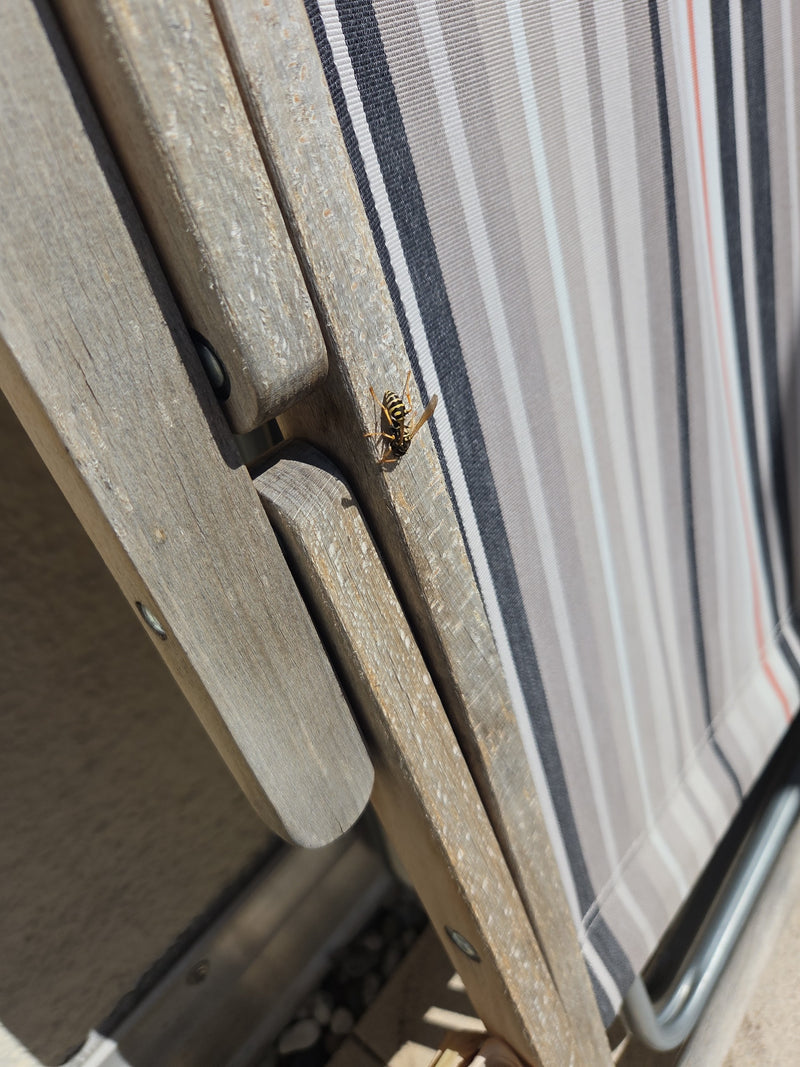 Un vespide siede sulla struttura di legno di una sedia da giardino a righe. Riposa tranquillamente sulla superficie di legno.