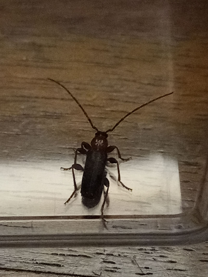 Scarabeo domestico — Bild 1