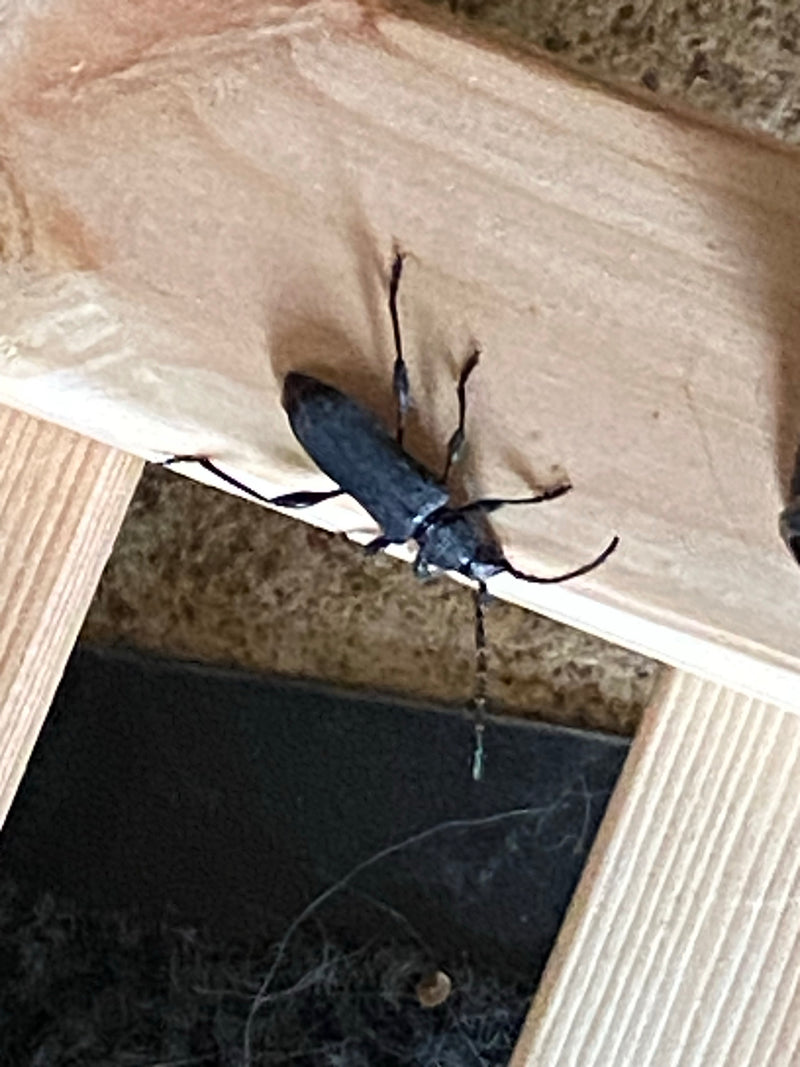 Un cerambice delle case è posato su una struttura di legno chiaro. L'insetto è ben visibile e mostra la sua tipica forma.