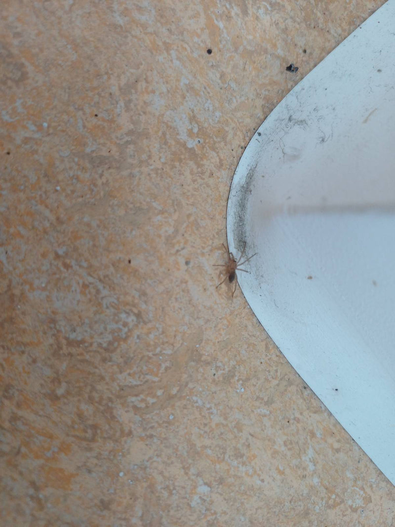 Dita spinose della casa — Bild 1