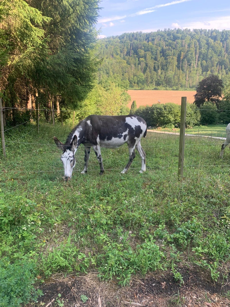 Asino domestico — Bild 1
