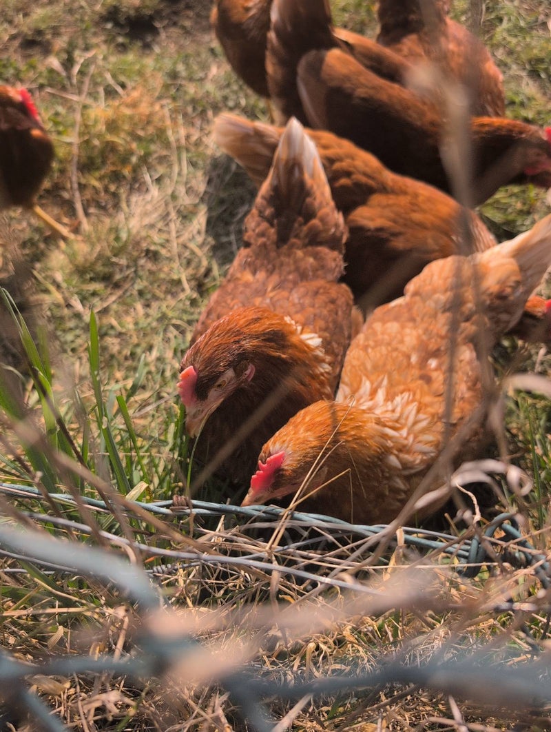 pollo domestico — Bild 1