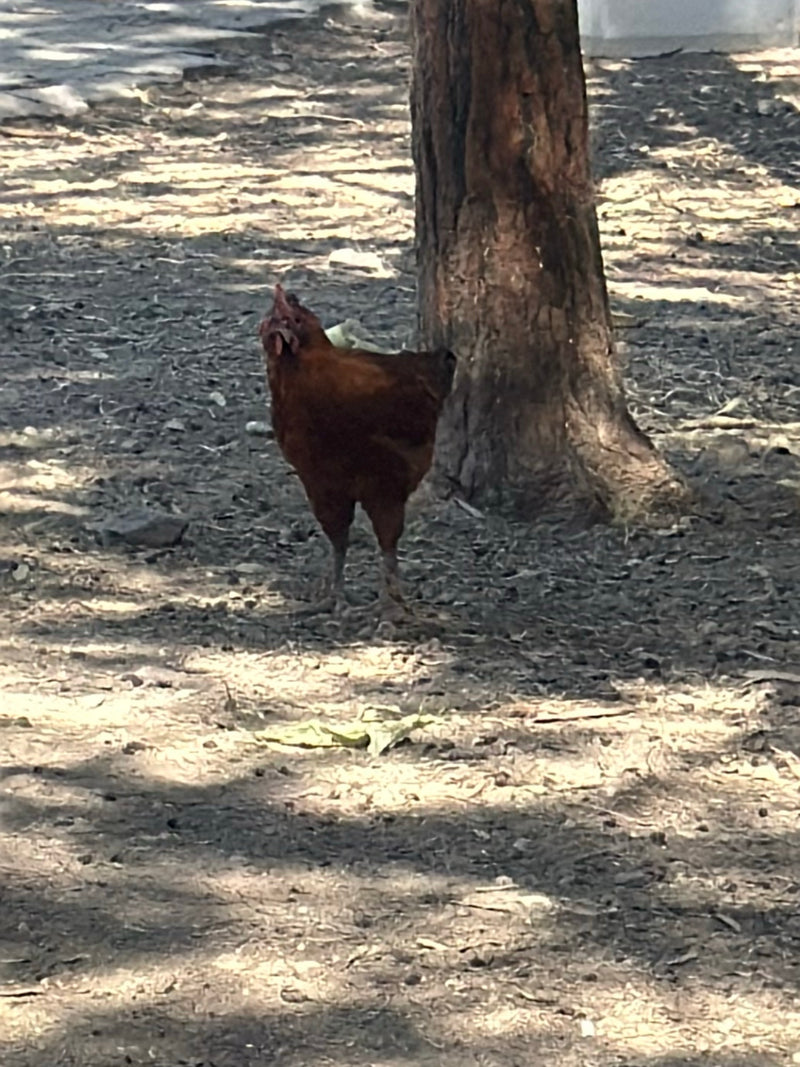 Una gallina domestica marrone si trova sul terreno boschivo ombreggiato vicino al tronco di un albero. Guarda attentamente in alto.