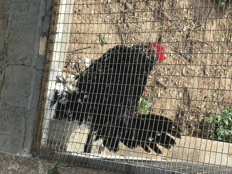 Una gallina domestica maculata di bianco e nero si trova dietro una rete metallica su terreno sabbioso. Il suo piumaggio è scuro con macchie chiare.