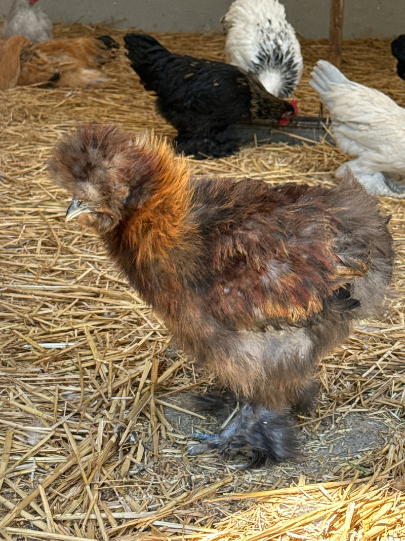 Una gallina domestica marrone e nera si trova sulla paglia in un pollaio. Altre galline di vari colori sono visibili sullo sfondo.