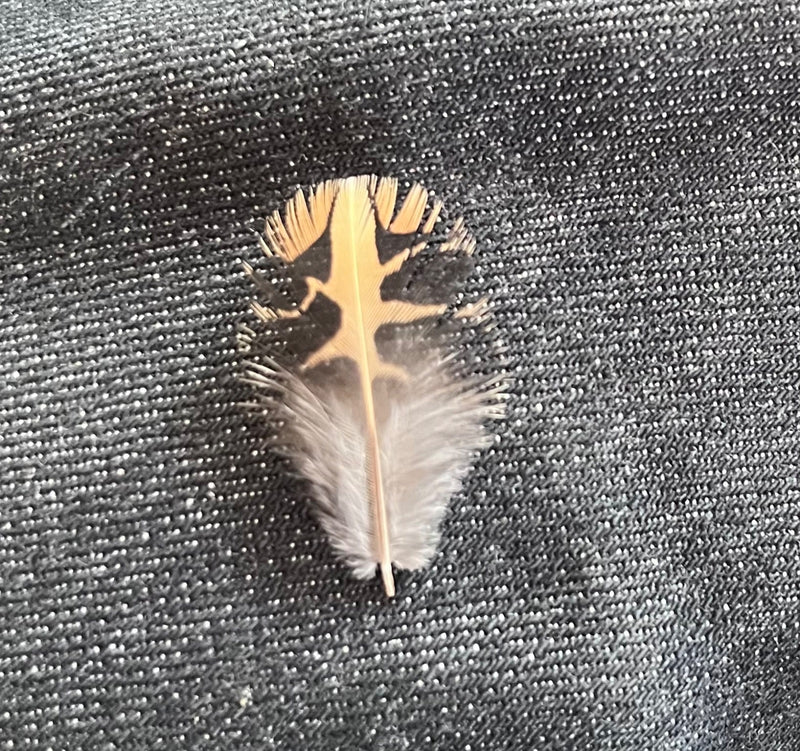 Una singola piuma decorata di pollo domestico è posata su un tessuto di jeans scuro.