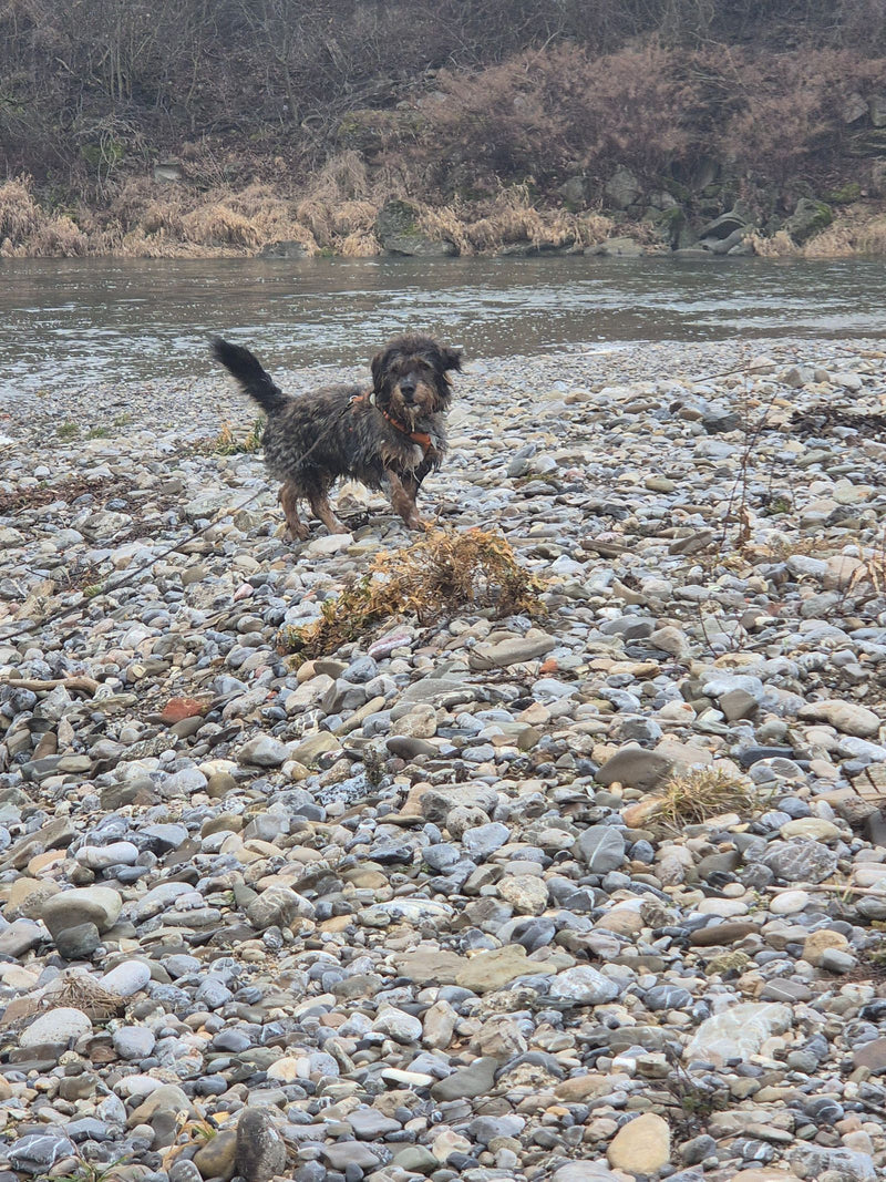 cane domestico — Bild 1