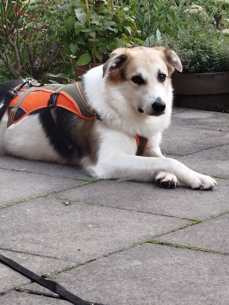 Un cane domestico con una pettorina arancione riposa su una superficie lastricata davanti a delle piante.