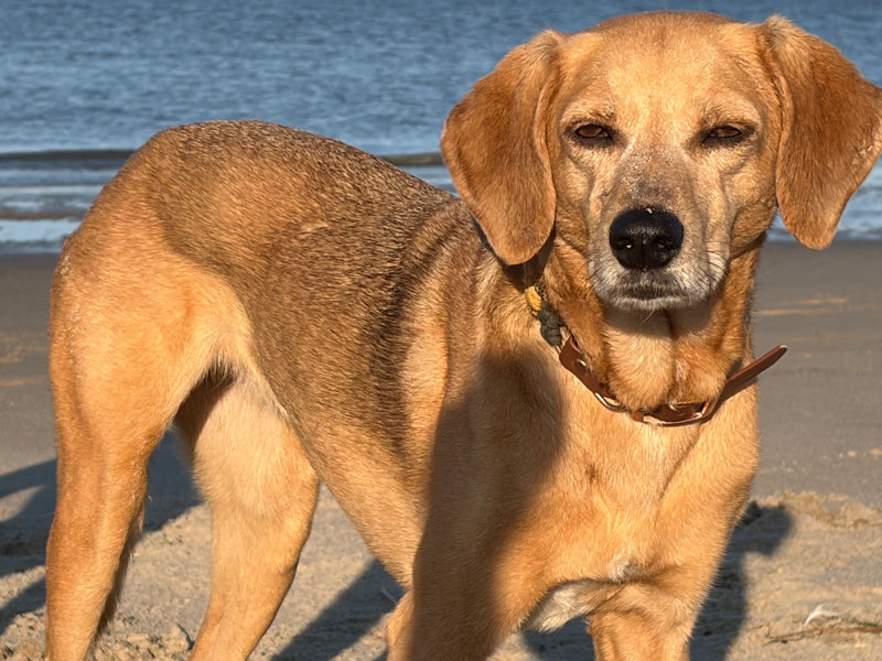 Un cane domestico marrone si trova su una superficie sabbiosa davanti a uno specchio d'acqua. Guarda attentamente verso la fotocamera.