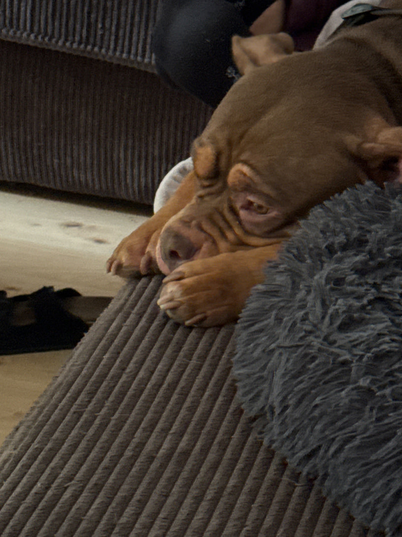 Un cane marrone riposa su un comodo divano. La sua testa è appoggiata sulle zampe anteriori.