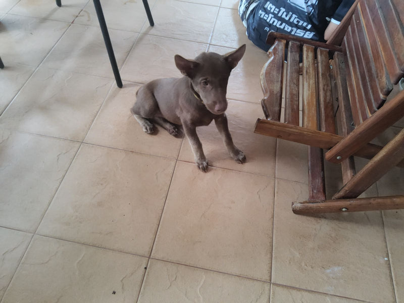 Un cane domestico marrone è seduto su un pavimento in piastrelle chiare accanto a una sedia di legno. L'animale guarda avanti con attenzione.