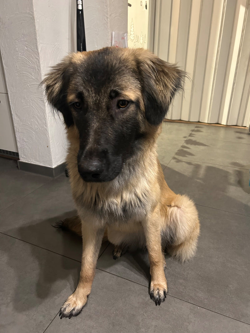 Un cane domestico marrone e nero è seduto su un pavimento piastrellato all'interno, guardando pensieroso in avanti.