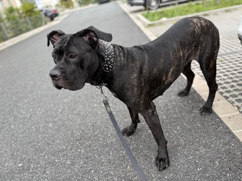 cane domestico — Bild 2