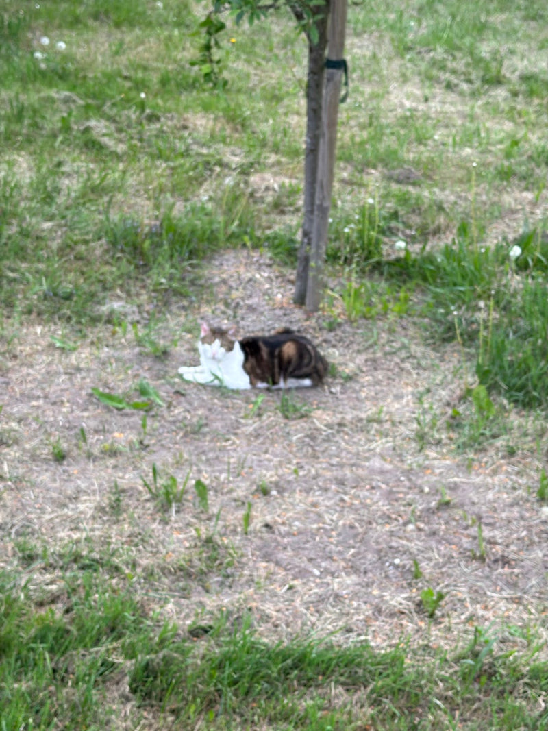 Un gatto domestico tigrato riposa rilassato su un prato nell'erba vicino al tronco di un albero. L'animale riposa a terra.