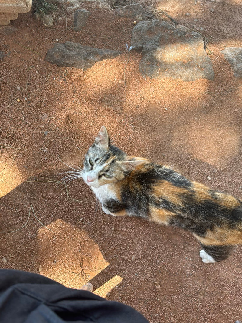 Un gatto domestico tricolore si trova su un terreno terroso e rosso con alcune pietre. L'animale guarda verso la fotocamera.