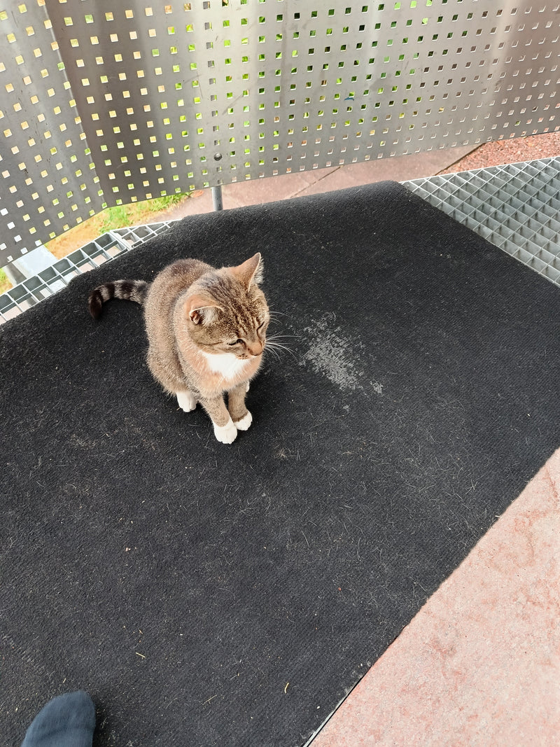 Un gatto domestico tigrato con il petto bianco è seduto su uno zerbino scuro. Lo scatto è ripreso dall'alto su un balcone.