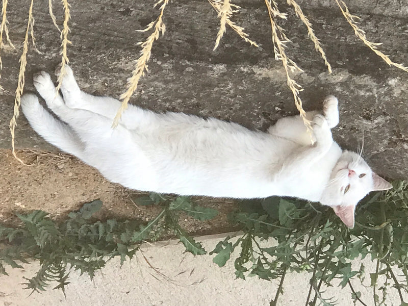 gatto domestico — foto 1 di 27