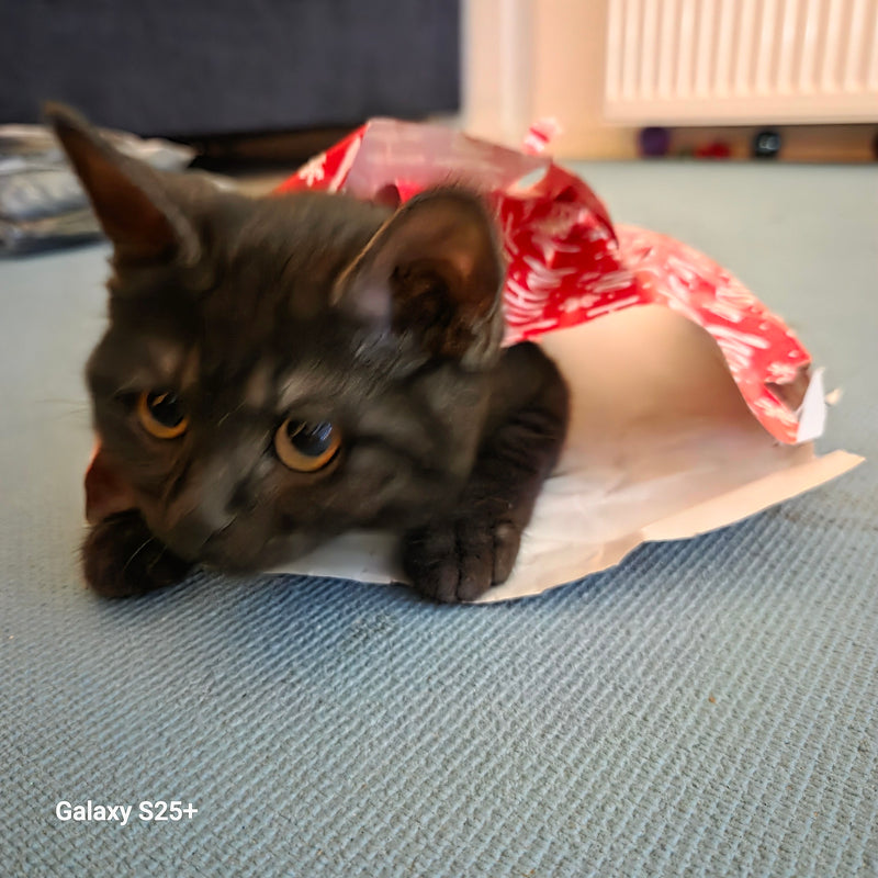 Un giovane gatto domestico nero giace all'interno di una borsa da regalo rossa su un pavimento in moquette. Guarda attentamente in avanti.