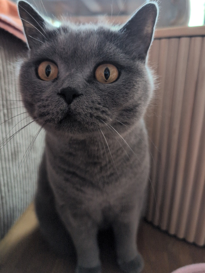 gatto domestico — Bild 2