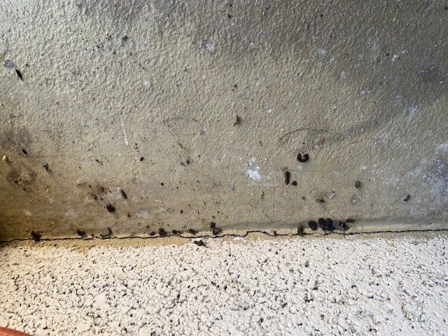 topo domestico — Bild 1