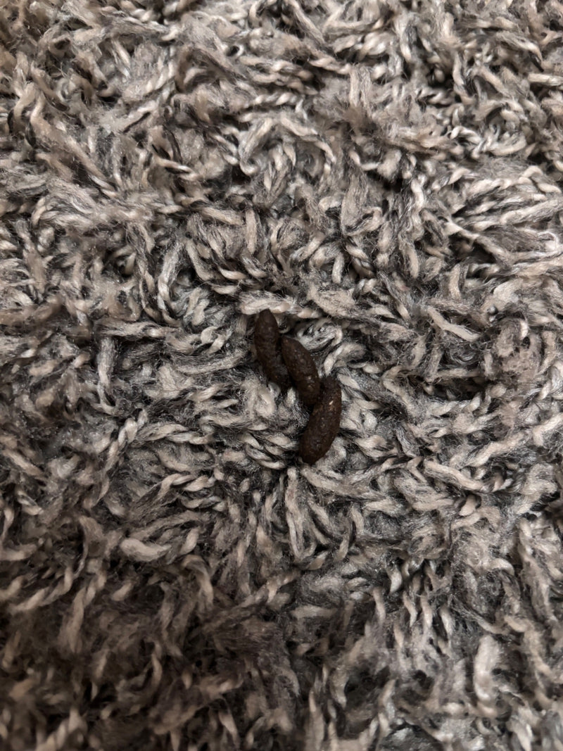 topo domestico — foto 4 di 18