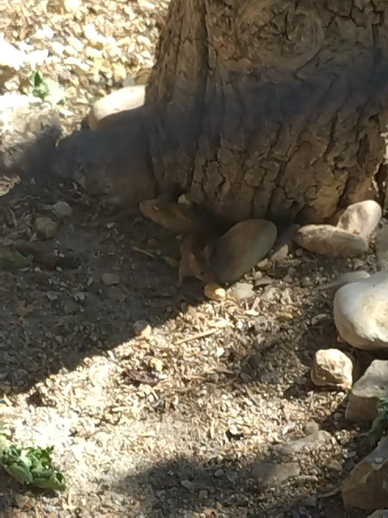 Un topolino domestico siede sul terreno sassoso alla base di un tronco d'albero. Il piccolo roditore si trattiene all'ombra.