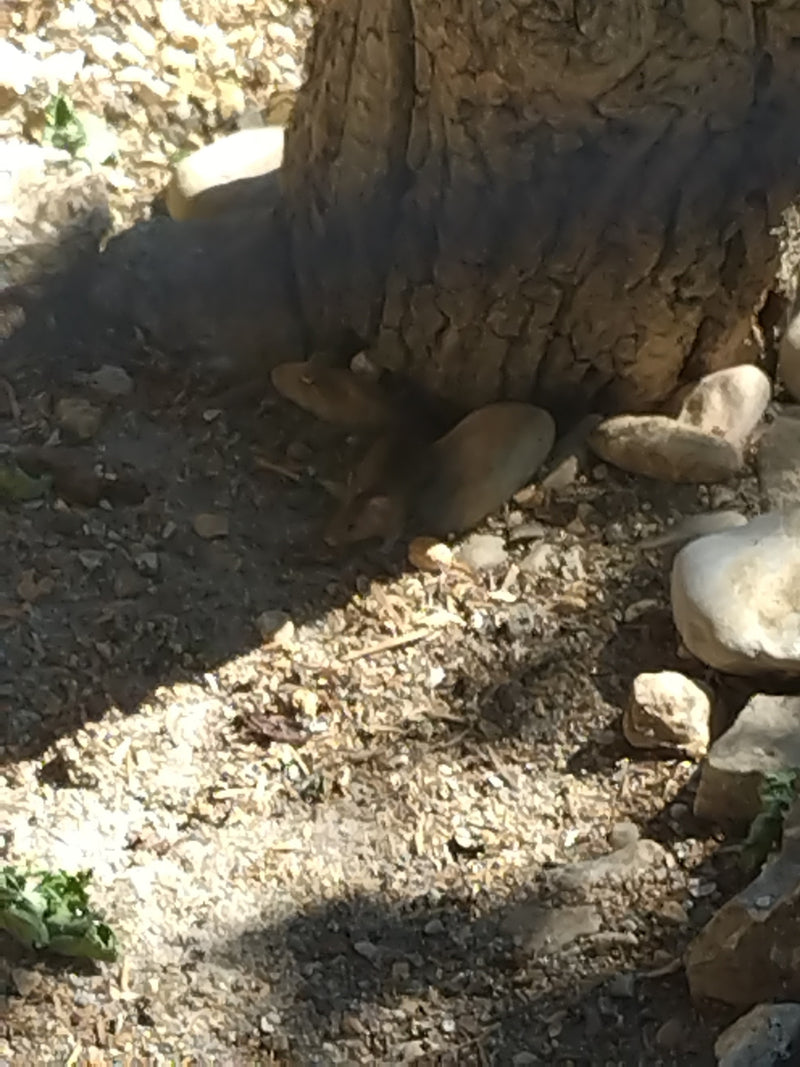 Un topo domestico siede su un terreno sassoso all'ombra alla base del tronco di un albero. Il piccolo roditore rimane immobile sulla superficie.