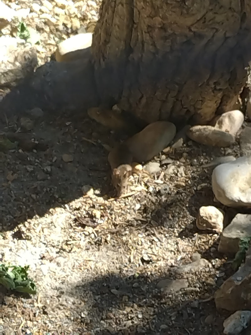 Un topo domestico siede su un terreno sassoso alla base del tronco di un albero e riposa.