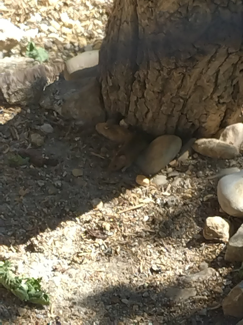 Hausmaus — Bild 4