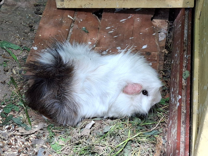 Hausmeerschweinchen — Bild 1