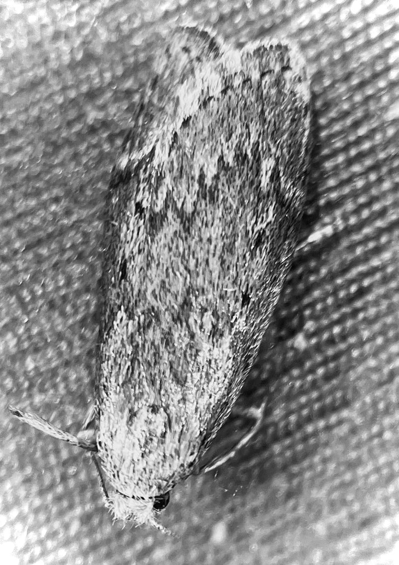 Falena dei semi — Bild 1