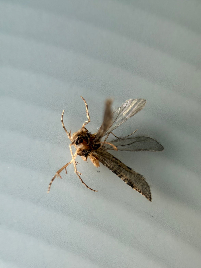 L'immagine mostra una tignola dei semi morta sdraiata sulla schiena su una superficie chiara e leggermente scanalata. Le zampe e le ali sono chiaramente visi...