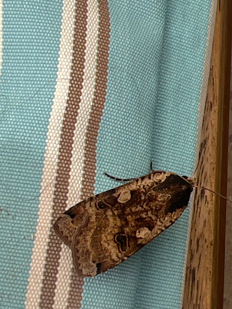 Una noctua del pronubo riposa su un tessuto fantasia. I caratteristici disegni delle ali dell'insetto sono ben visibili.