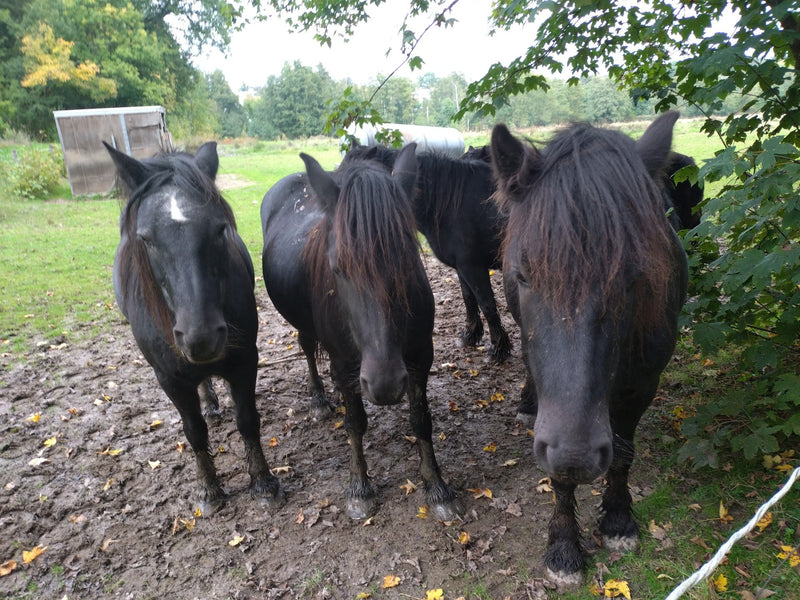 Cavallo domestico — Bild 1