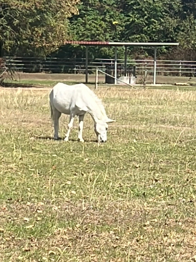 Cavallo domestico — foto 3 di 17