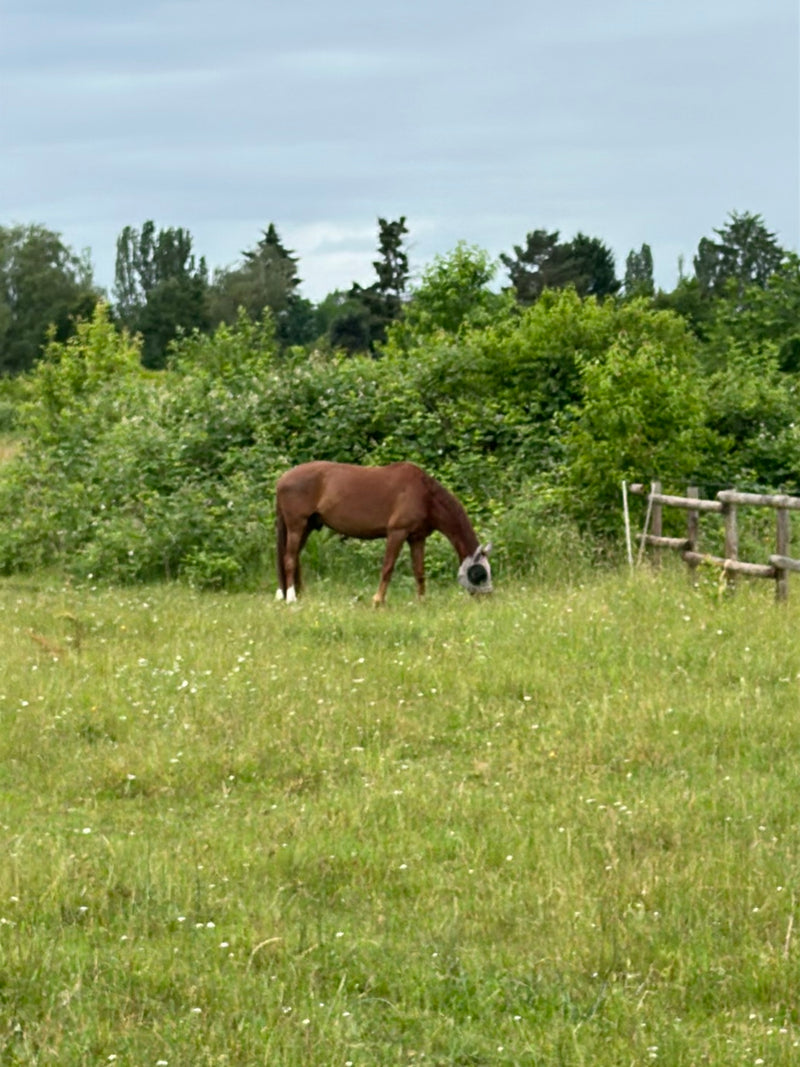 Hauspferd — Bild 2