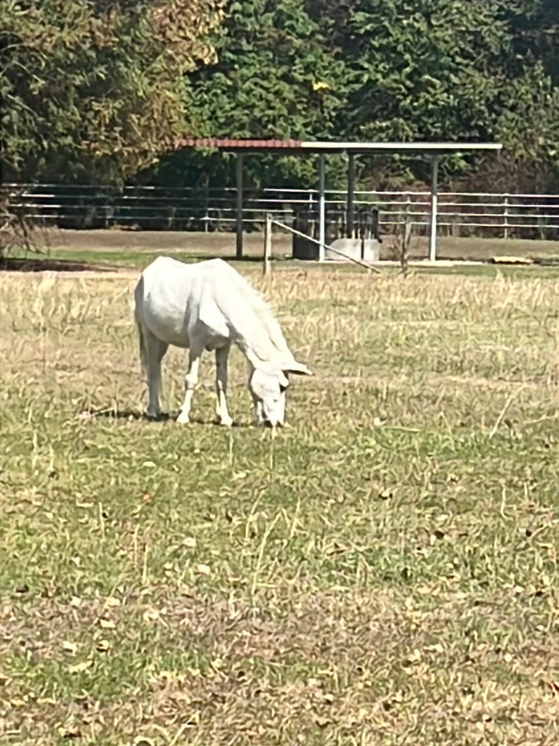 Cavallo domestico — foto 2 di 17