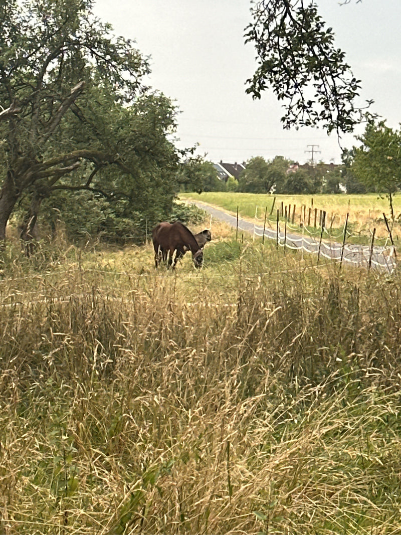 Cavallo domestico — foto 1 di 17