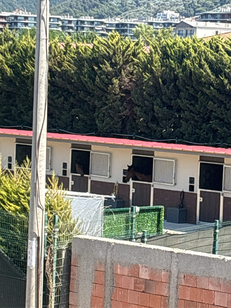 Cavallo domestico — foto 5 di 17