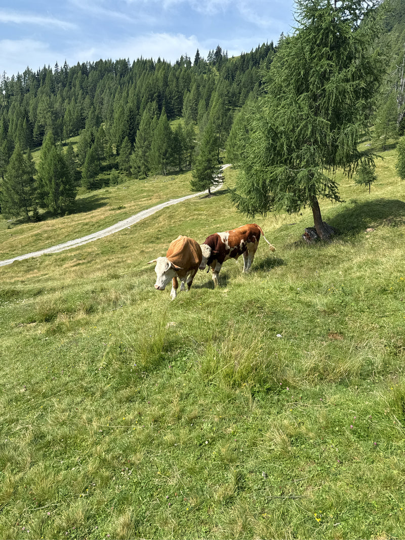 Due bovini domestici si trovano su un prato di montagna rigoglioso in un paesaggio boschivo collinare. Gli animali sono alla luce del sole.