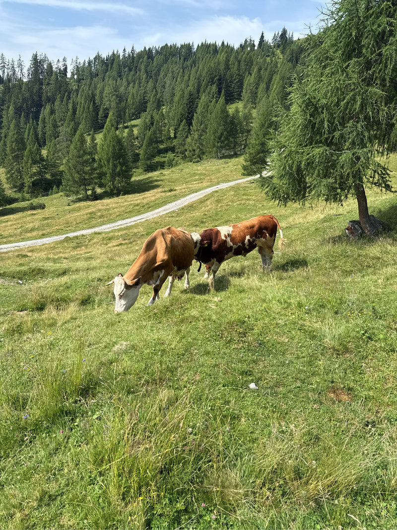 Due bovini domestici si trovano su un prato alpino verde e pascolano. Sul sfondo si estende un versante boscoso sotto un cielo luminoso.