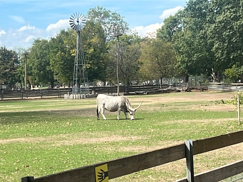 Un bue domestico con corna particolarmente lunghe si trova su un prato verde e sta brucando. Sul fondo sono visibili una staccionata in legno, alberi e un mu...