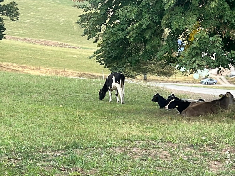 Diversi bovini domestici si trovano su un prato verde. Alcuni animali sono sdraiati all'ombra sotto un albero mentre uno è in piedi.