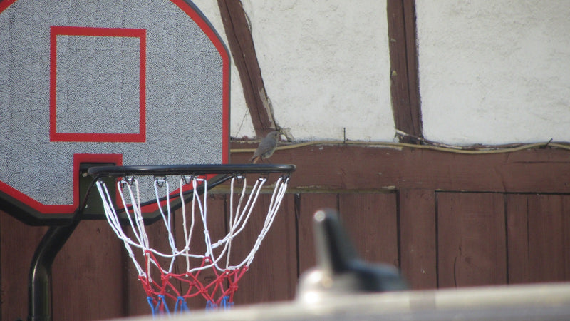 Codirosso spazzacamino — foto 5 di 17