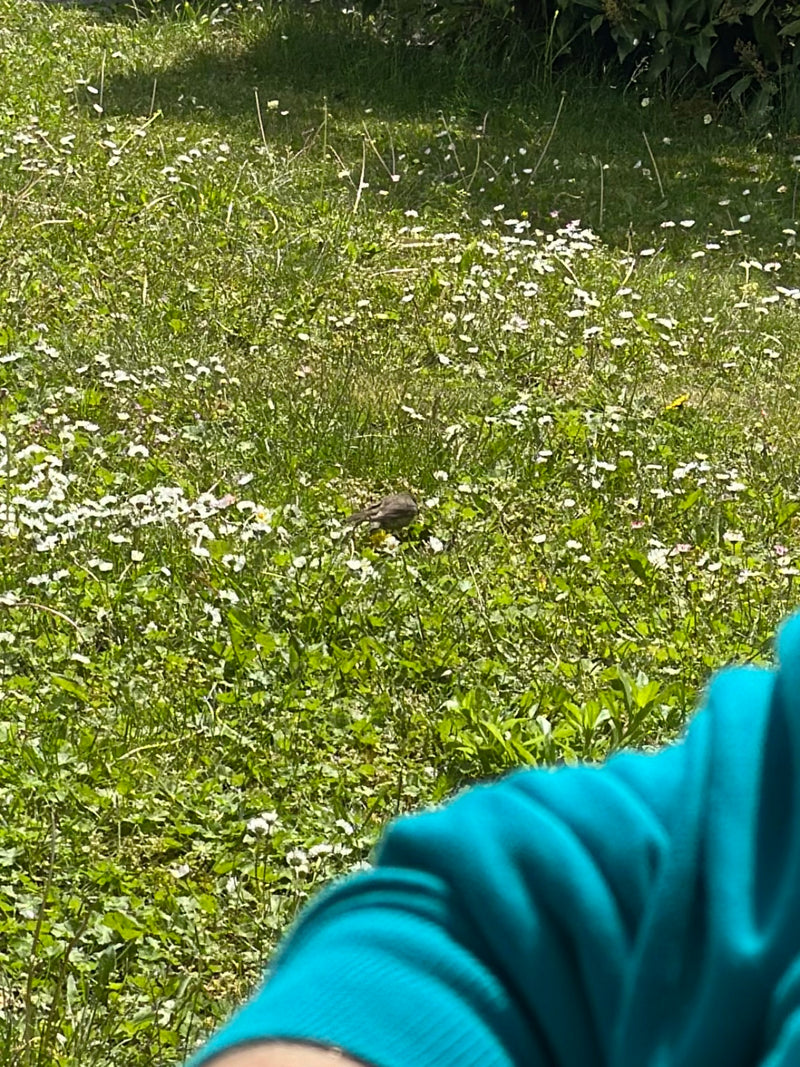 Una passera europea si trova nell'erba alta di un prato tra numerose margherite. L'uccello è ripreso da una certa distanza e appare piuttosto piccolo.