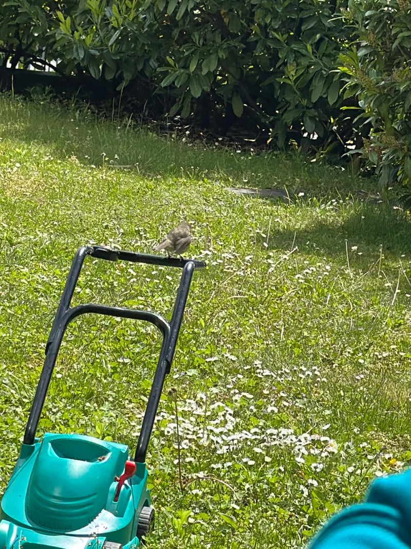 Una passera europea è seduta sul manubrio di un tosaerba in un giardino. Lo sfondo mostra un prato verde e cespugli.