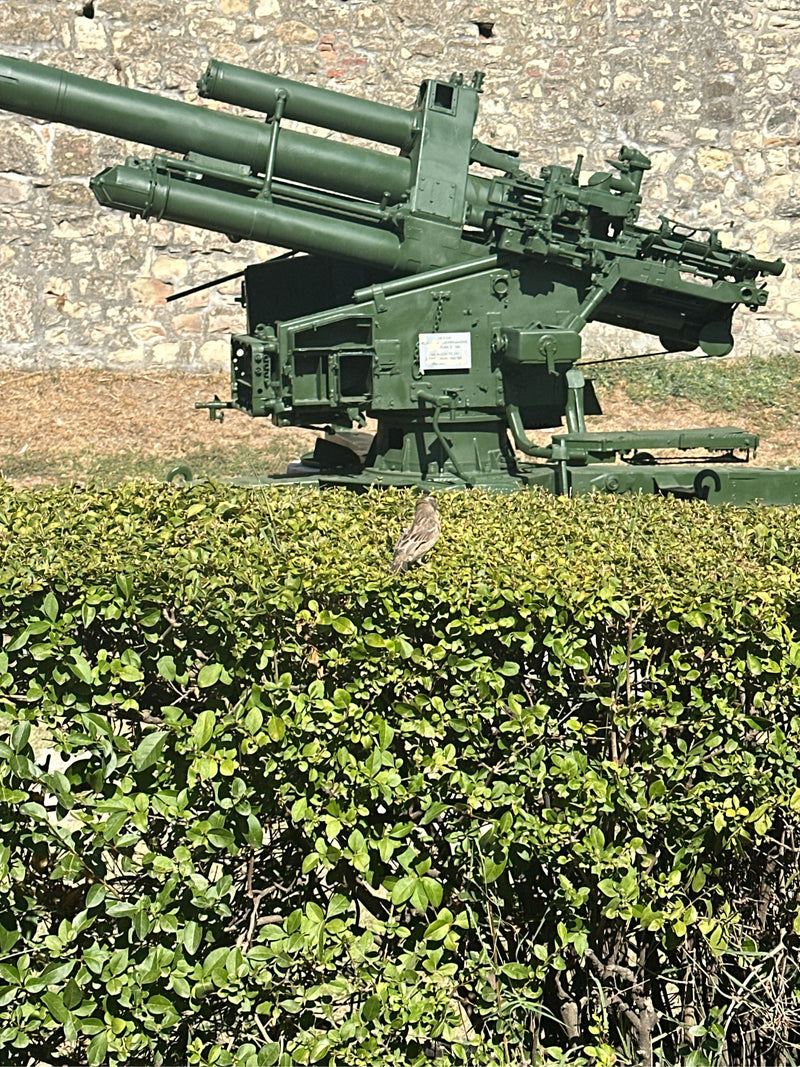 Un piccolo uccello è seduto su una siepe verde. Sul fondo si vede un cannone militare.
