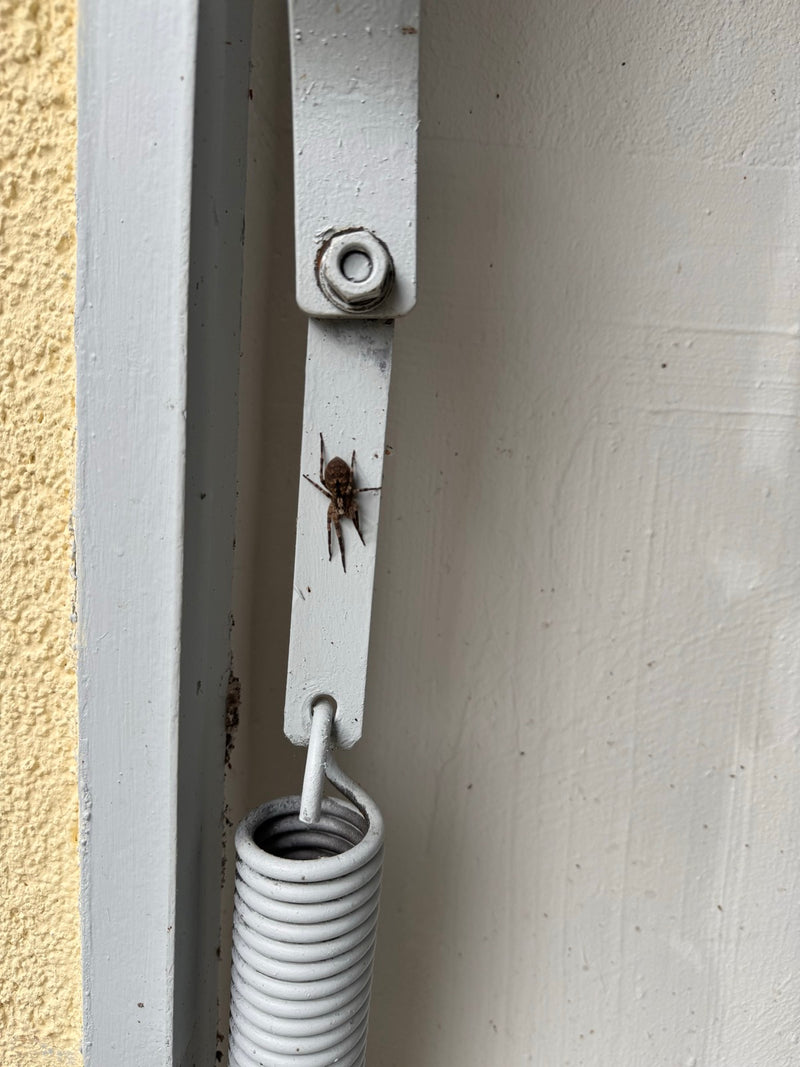 Ragno domestico — Bild 1