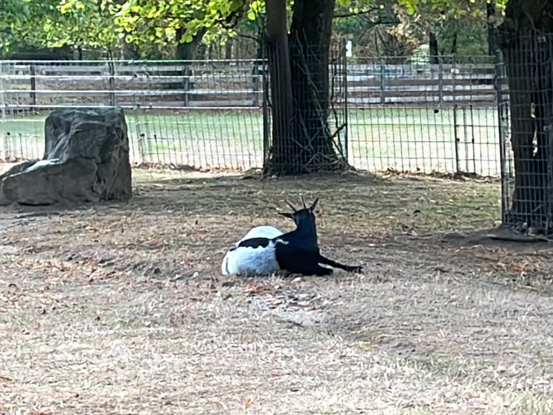 capra domestica — foto 1 di 3
